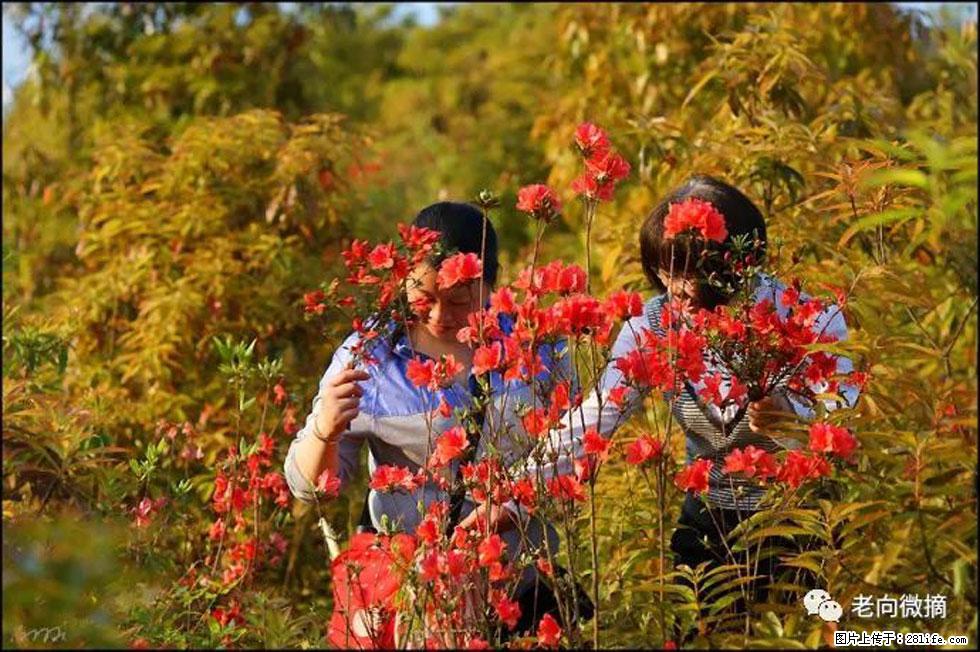 【春天,广西桂林灌阳县向您发出邀请!】登麒麟山,相约映山红 - 游山玩水 - 济源生活社区 - 济源28生活网 jiyuan.28life.com