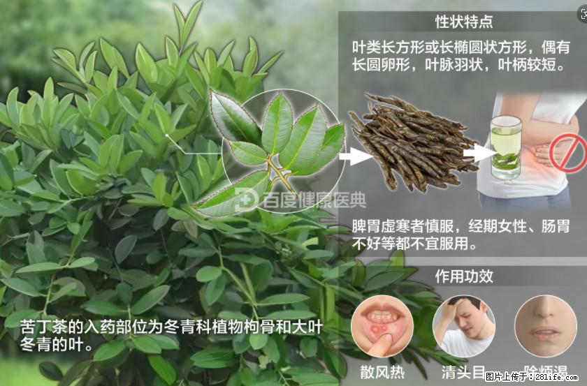 苦丁茶有哪些功效和作用 - 生活百科 - 济源生活社区 - 济源28生活网 jiyuan.28life.com