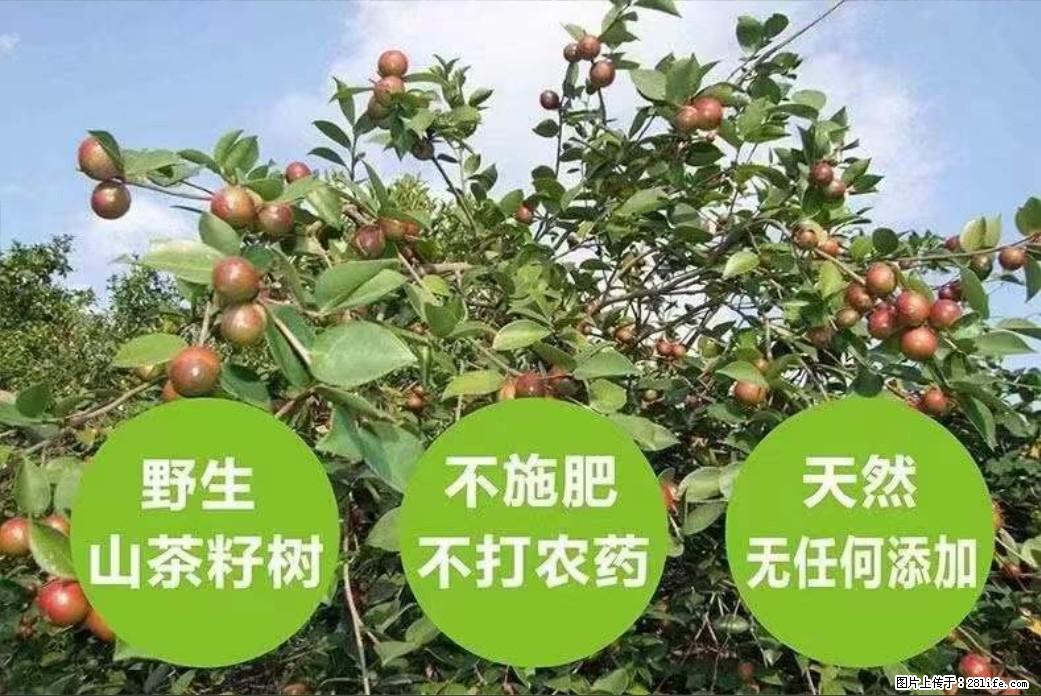 【灌阳县油茶产业示范区】一个有着充实的精神生活的人,对待身外之物自会有一种淡泊的态度 - 美食天地 - 济源生活社区 - 济源28生活网 jiyuan.28life.com