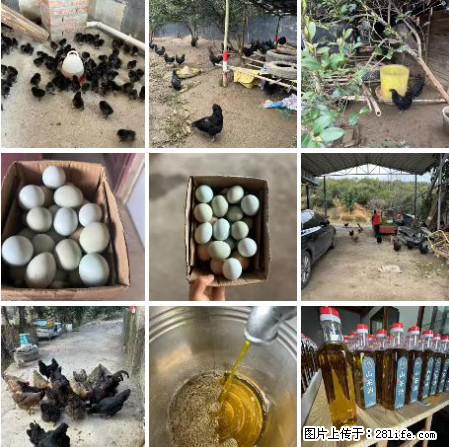 油茶园从小鸡仔开始养起的纯土鸡、土鸡蛋可以预定啦!还有前几天刚榨的纯山茶油哦 - 土特产 - 饮食特产 - 济源分类信息 - 济源28生活网 jiyuan.28life.com