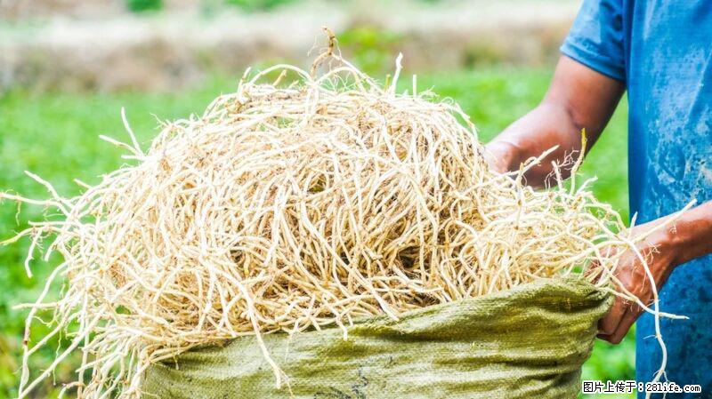 堪称“最难吃”的蔬菜，却是 “抗辐射神器”，还能护肺、清热、止咳化痰！ - 济源生活资讯 - 济源28生活网 jiyuan.28life.com