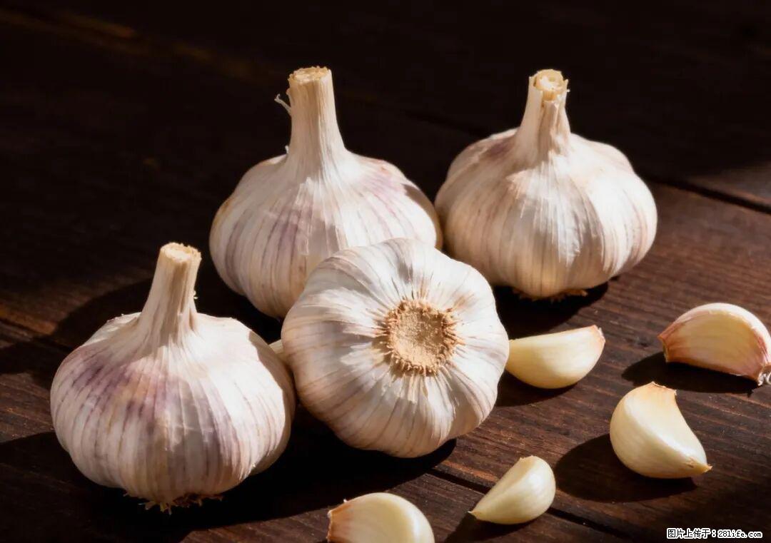 关于大蒜,除了“天然抗生素”,这4个谣言更该警惕! - 济源生活资讯 - 济源28生活网 jiyuan.28life.com