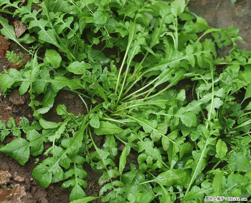 这些蔬菜是“天然钙片”，这6种被医生重点推荐 - 济源生活资讯 - 济源28生活网 jiyuan.28life.com