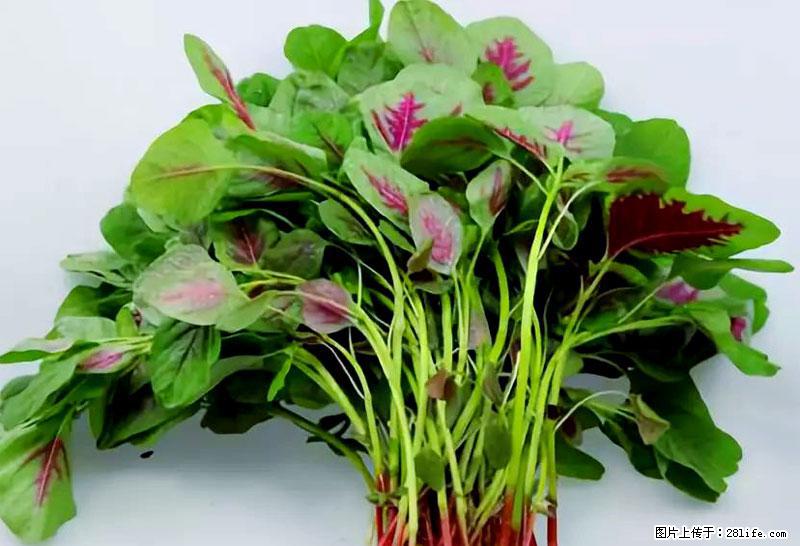 这些蔬菜是“天然钙片”，这6种被医生重点推荐 - 济源生活资讯 - 济源28生活网 jiyuan.28life.com