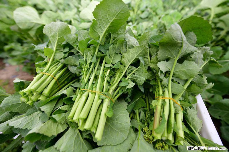 这些蔬菜是“天然钙片”，这6种被医生重点推荐 - 济源生活资讯 - 济源28生活网 jiyuan.28life.com